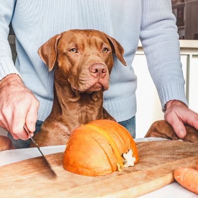 Ricette di Halloween Nutrienti per Cani
