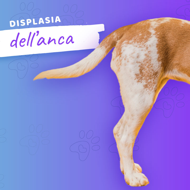 Displasia dell'Anca nei Cani: Un Problema Comune e Come Affrontarlo