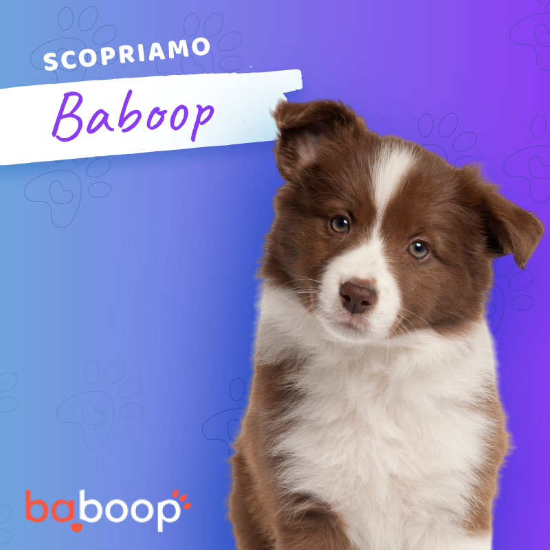 Perché Scegliere Baboop